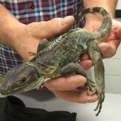 One of the smuggled reptiles