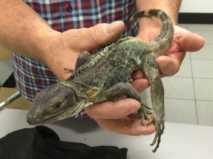 One of the smuggled reptiles