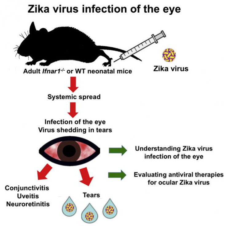 zika infection virus tears eyes