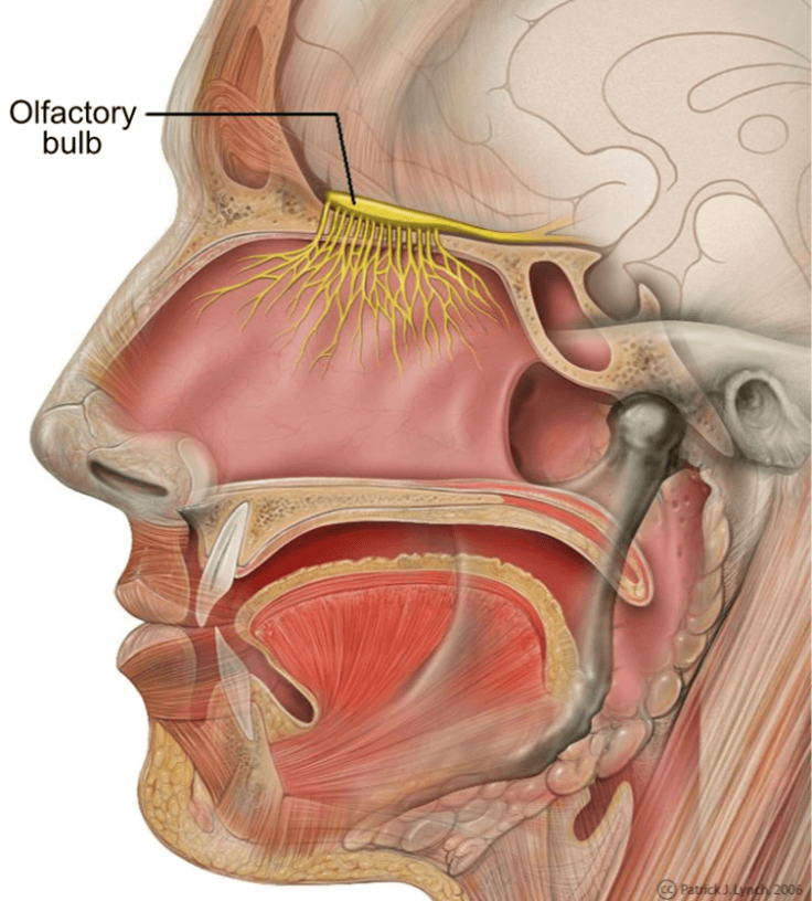 alzheimer's car exhaust air pollution