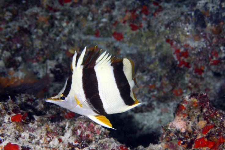 New butterflyfish species