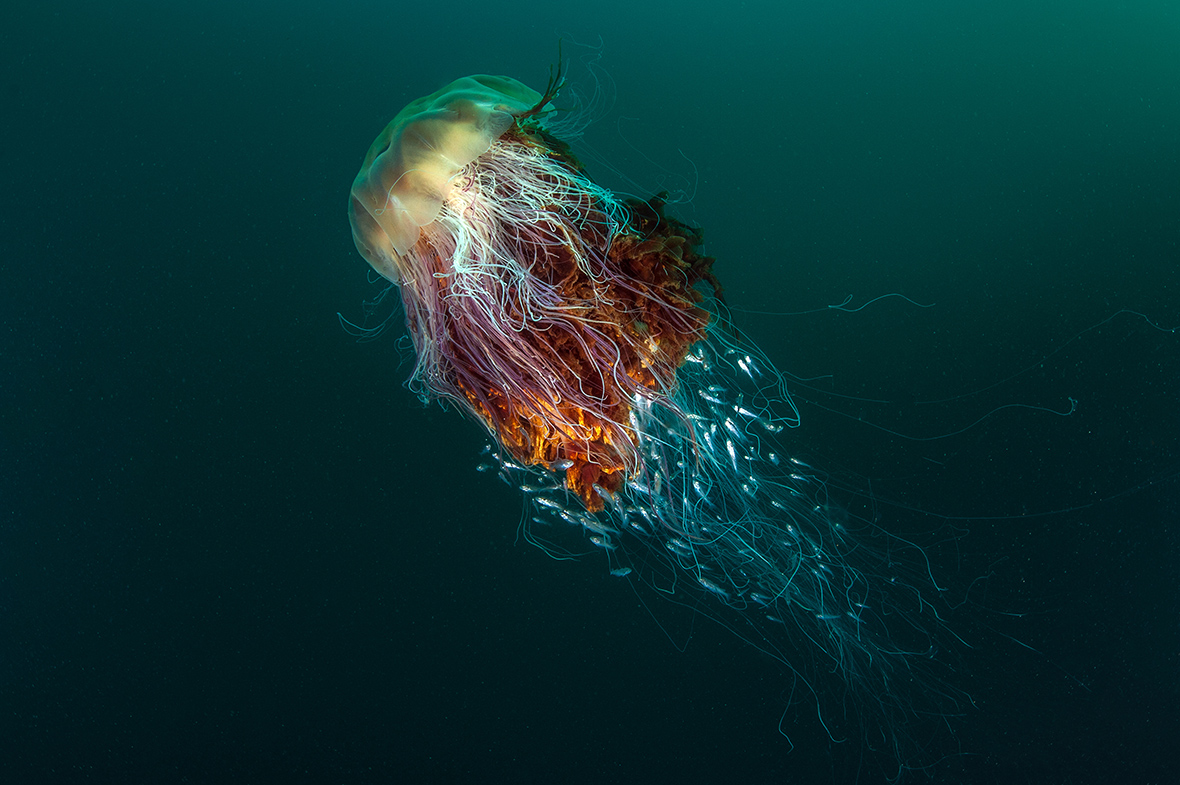 British Wildlife Photography Awards 2016: Images show the best of UK nature