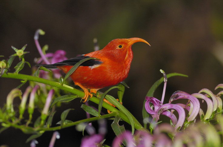 ‘I‘iwi hawaii bird