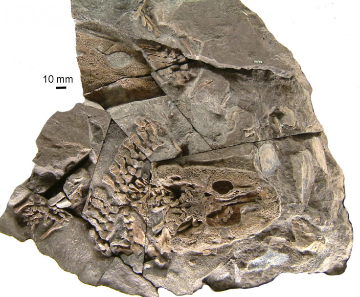 Tetrapod fossil