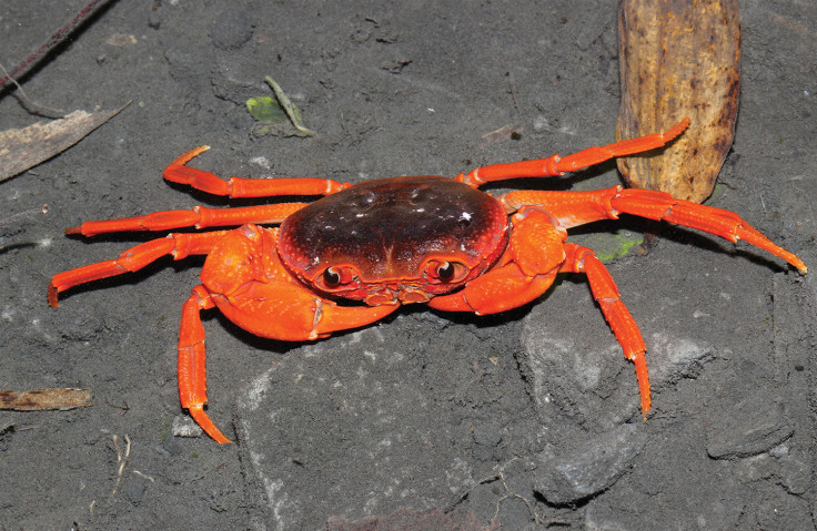 New crab species (Yuebeipotamon calciatile)