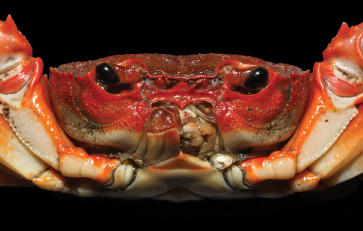 New crab species (Yuebeipotamon calciatile) close-up