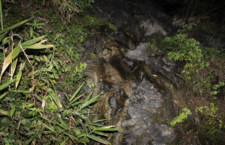 Limestone hillstream 