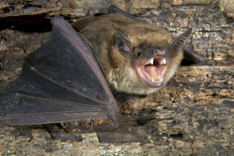 big brown bat echolocation