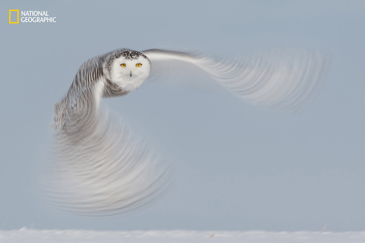 2016 National Geographic Nature Photographer of the Year