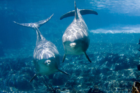 bottlenose dolphin conversation