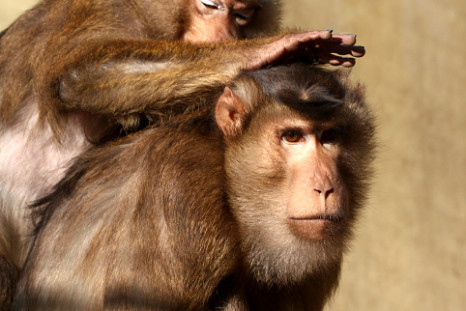 Zika virus macaque