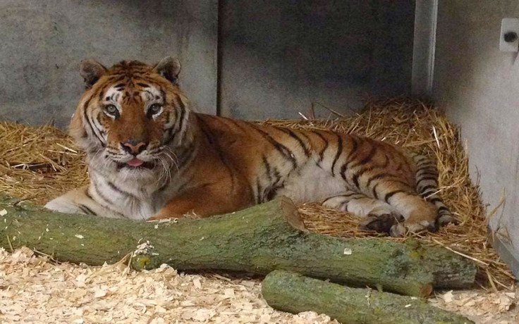 tang tiger esso