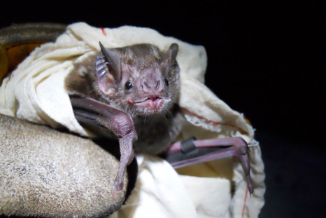 Vampire bat rabies outbreak