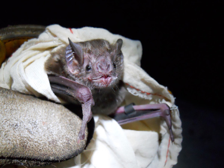 Vampire bat rabies outbreak