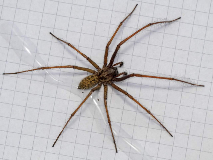 Eratigena atrica - the European House Spider