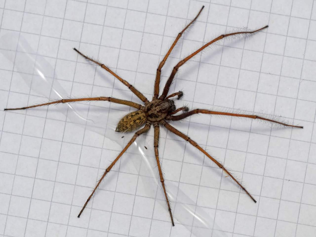 You Might Start Seeing Giant Spiders Around Your House And That S A   Eratigena Atrica The European House Spider 