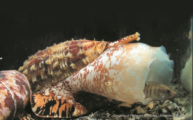 cone snail venom insulin diabetes