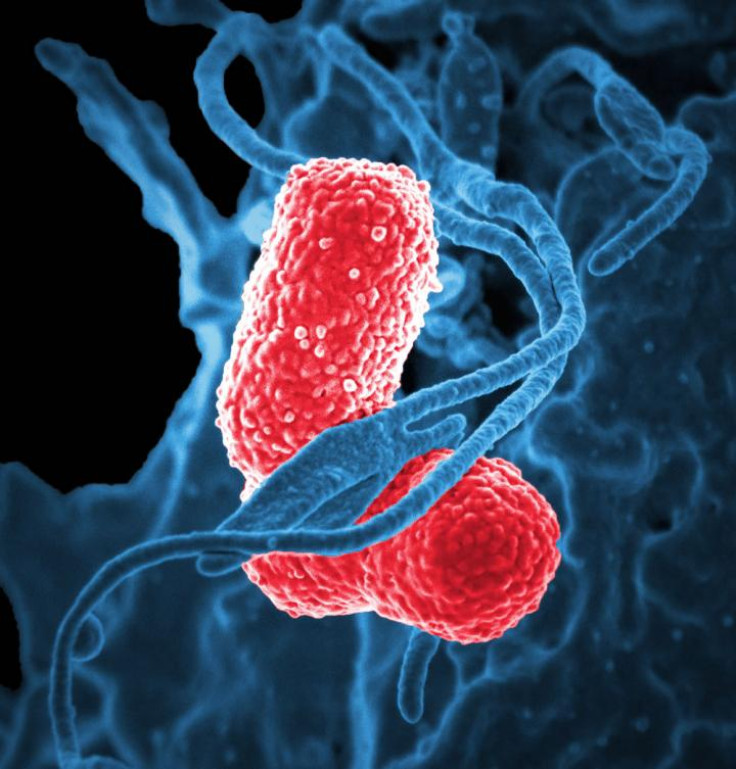 pneumonia bacteria 