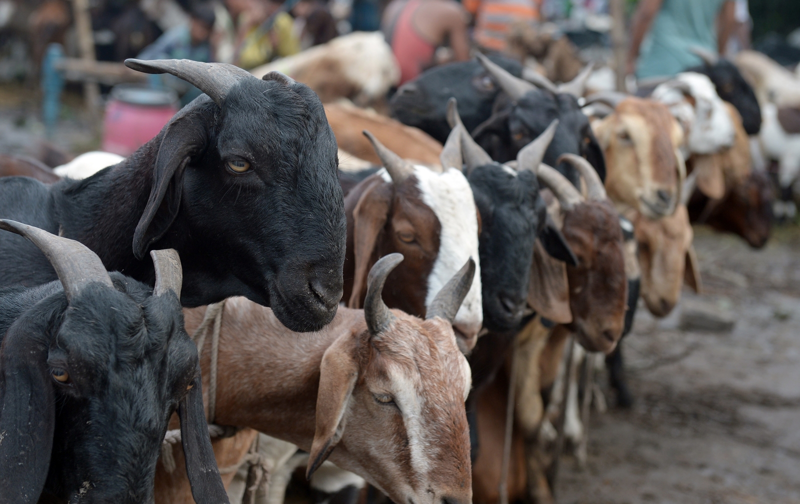 No meat! Indian Muslim man sacrificed 'goat cake' instead of real ...