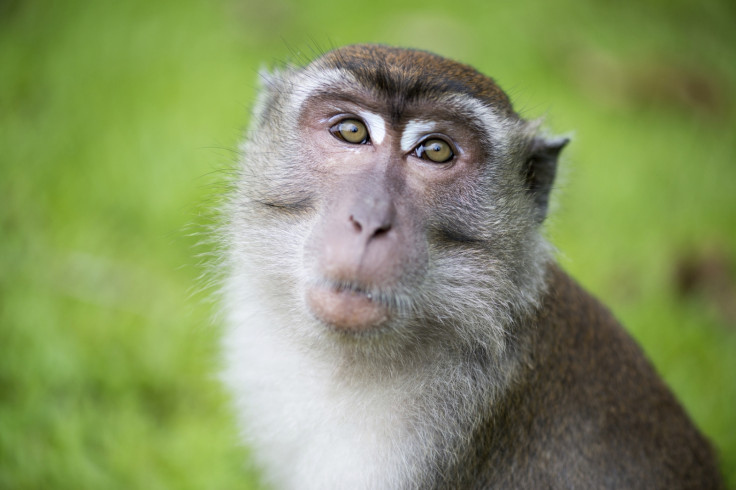 Macaque monkey