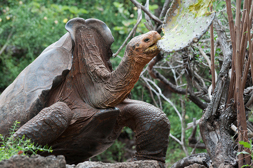 Diego the tortoise