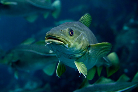 cod marine animal
