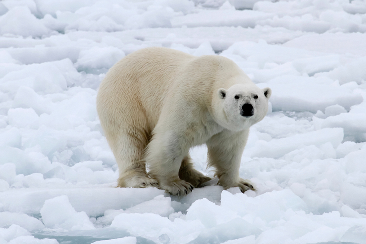 Skull of monster 'king' polar bear discovered in remote Alaska