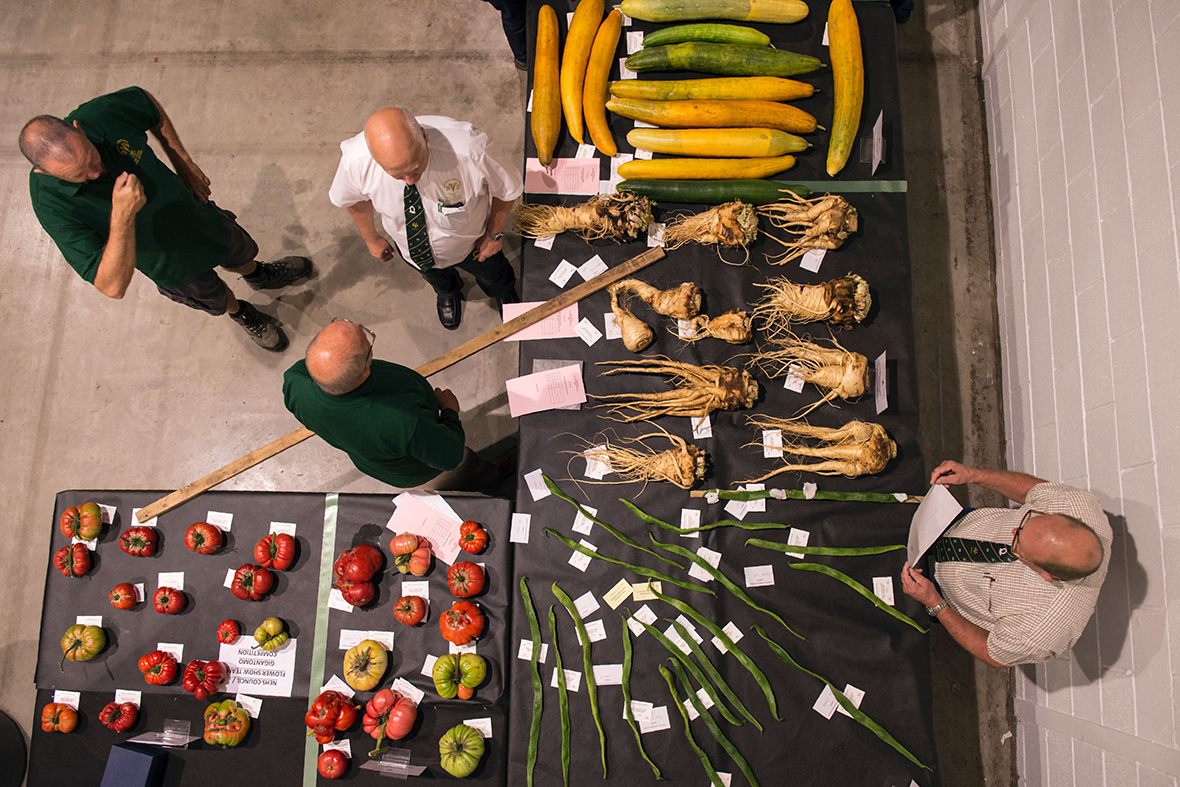 Harrogate Autumn Flower Show 