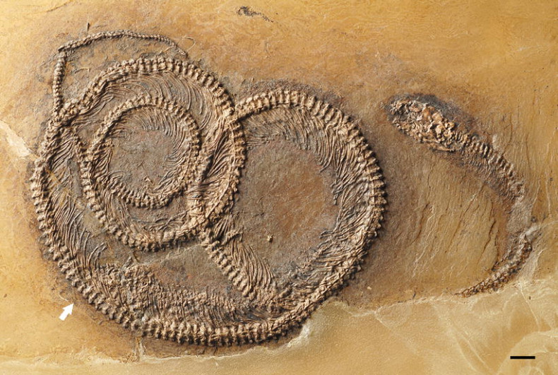 fossil in a fossil
