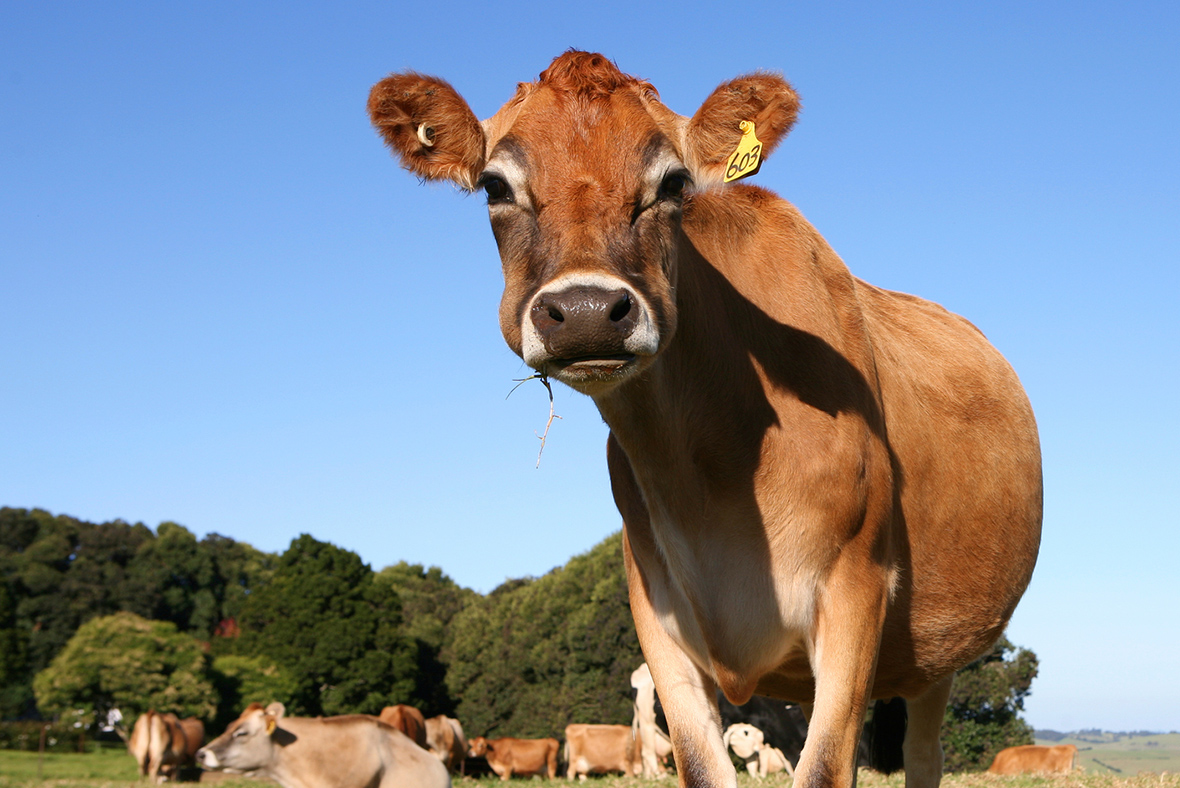 Farmers Left Baffled As Herd Of Cows Jump To Their Deaths Off Cliff In 