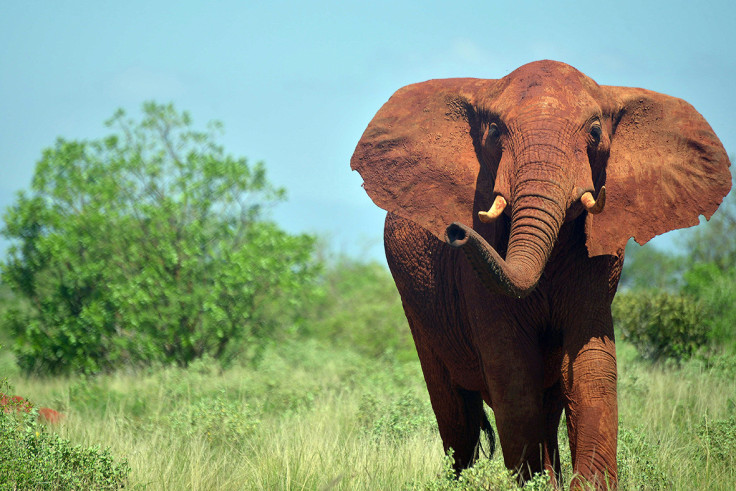 Tsavo park