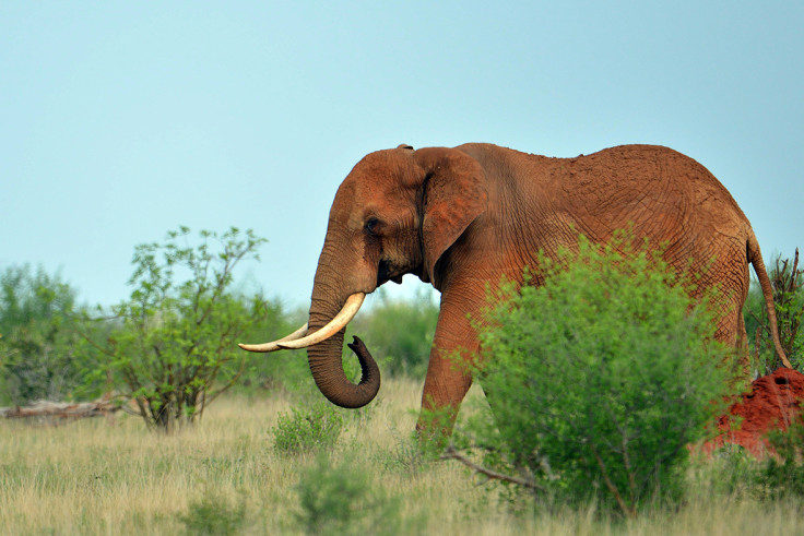 Tsavo park