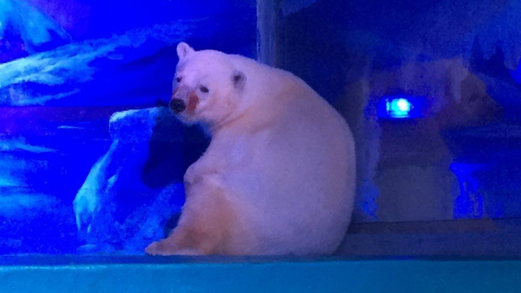 Pizza the polar bear called the 'world's saddest bear'