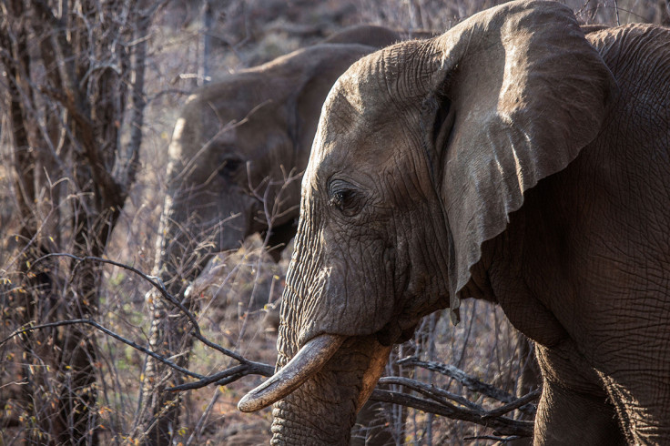 Pilanesberg National Park