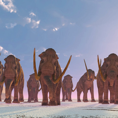 herd of columbian mammoths