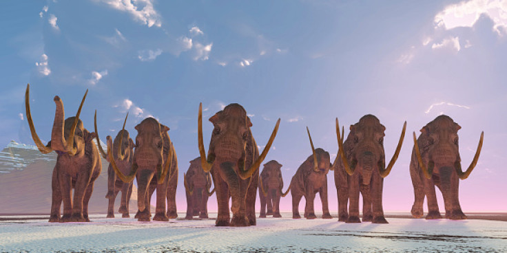 herd of columbian mammoths