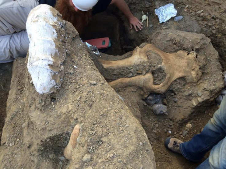 mammoth fossil discovered