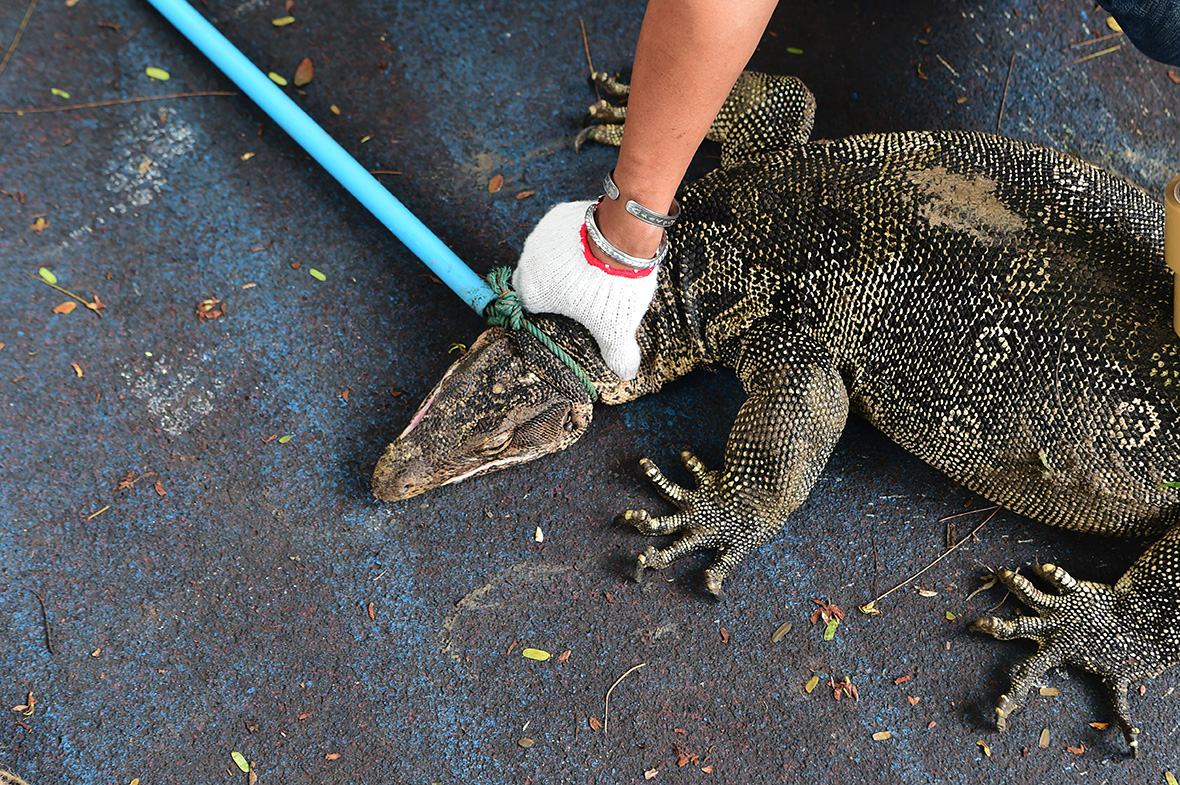 Monitor lizards lumpini park Bangkok