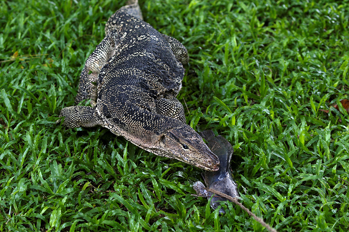 Monitor lizards lumpini park Bangkok