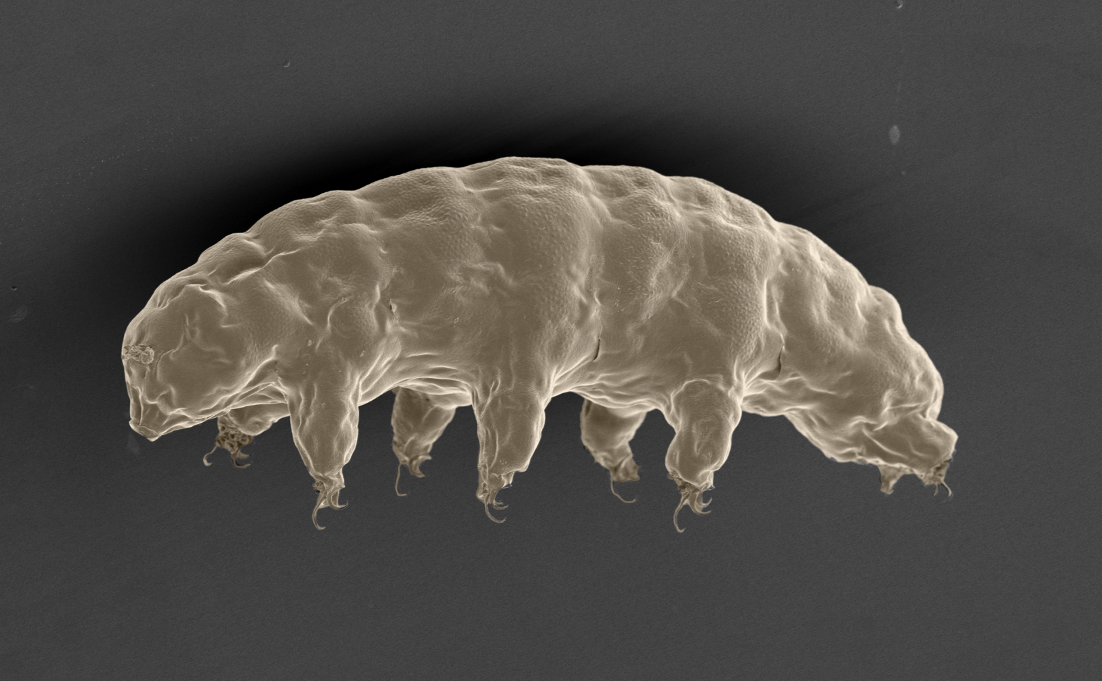 Tardigrades survive harsh environments thanks to unique genes