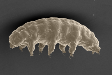 tardigrade genome