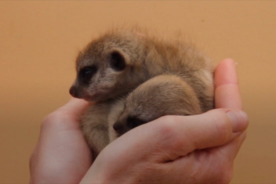 Adorable meerkat pups born at Taronga Zoo