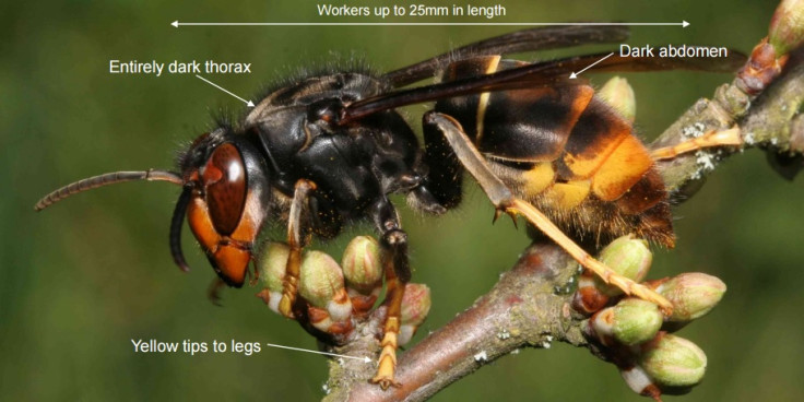 asian hornet in uk