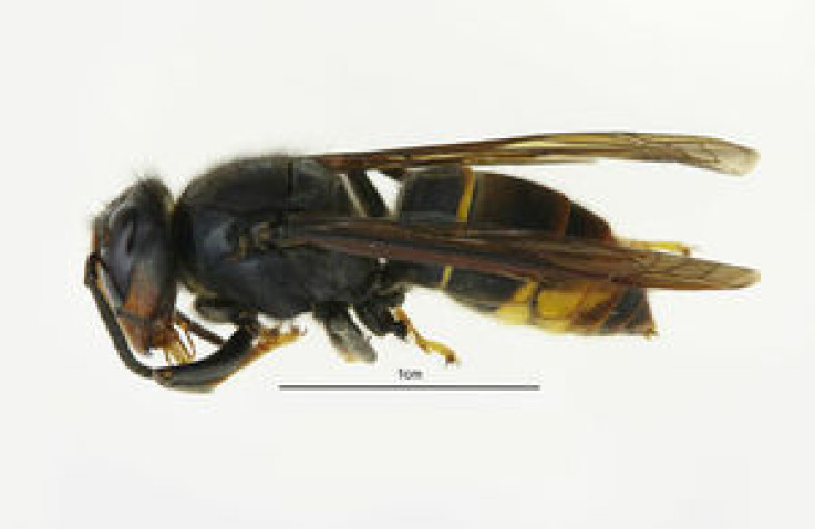 asian hornet in gloucestershire