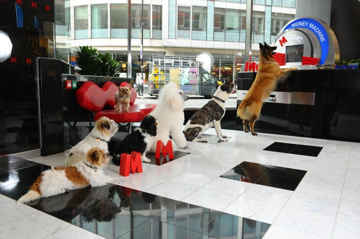 Metro Bank dogs