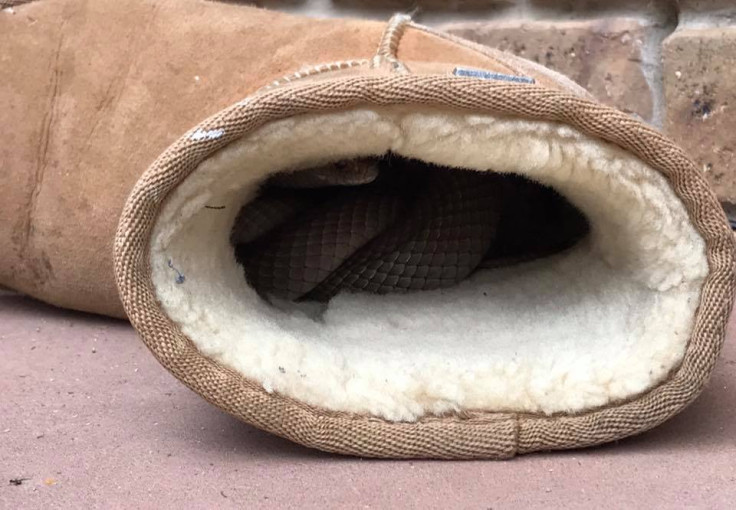 Snake in an ugg boot