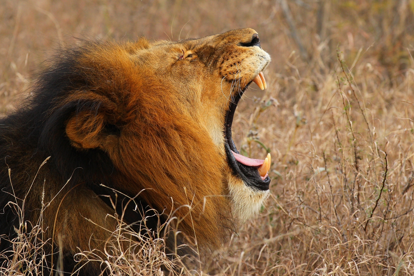 Gay Moment Photographer Captures Intimate Picture Of Two Male Lions At Wildlife Park In Doncaster