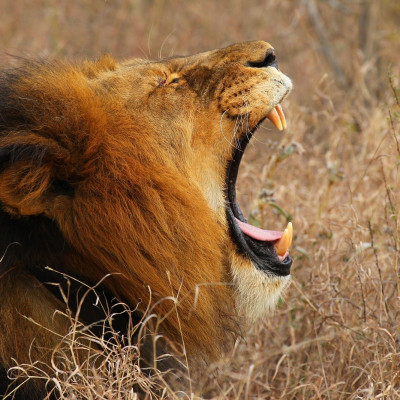 A lion yawns