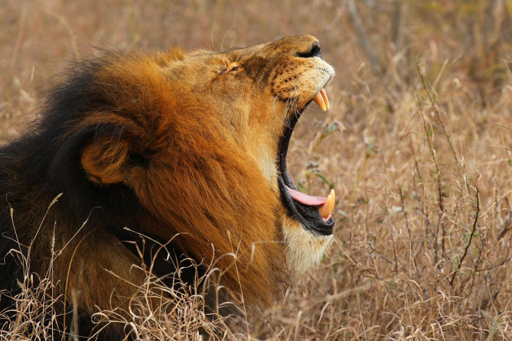 A lion yawns