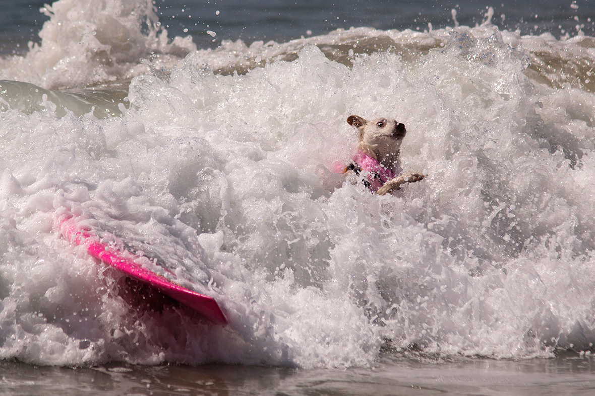 Huntington Beach Surf Dogs